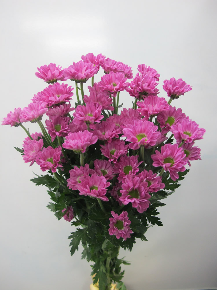 菊花花语