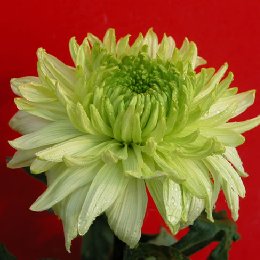 盆栽菊花品种菊绿牡丹