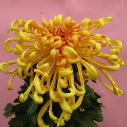 盆栽菊花品种菊金龙腾云