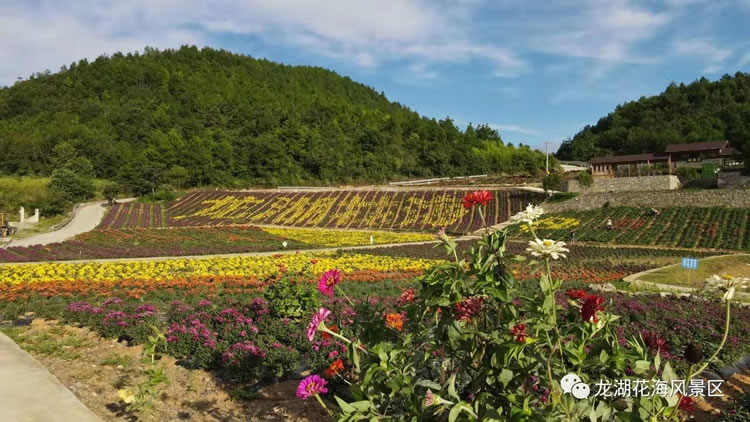贵州第二届龙湖花海项目