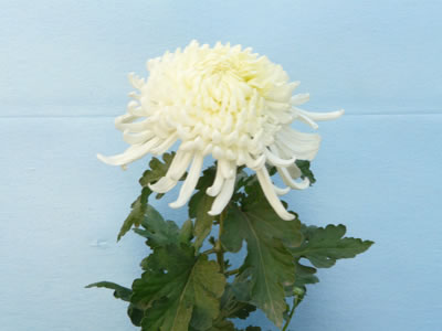 菊花涝后管理精要