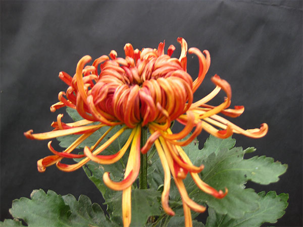菊花栽培月历