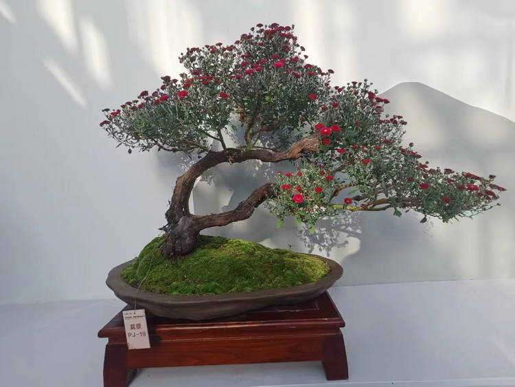 艺菊盆景的嫁接造型与摘心修整
