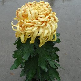 标本菊的栽培