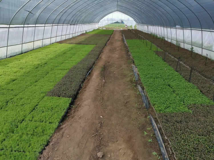 红绿草、金叶佛甲草、红景天穴盘苗现货供应