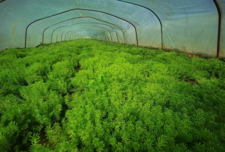 五色草的越冬管理