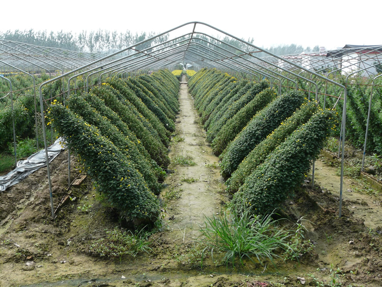 菊花造型-悬崖菊的栽培实景图