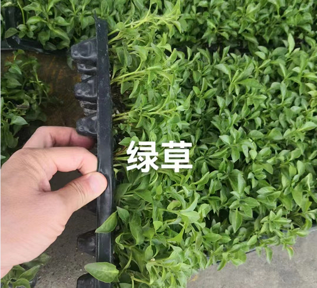 五色苋的栽培技术