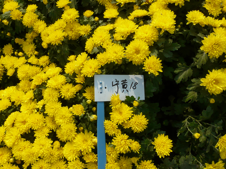 造型菊花造型所采用的菊花