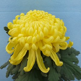 案头菊的养护管理