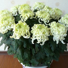 多头菊的栽培