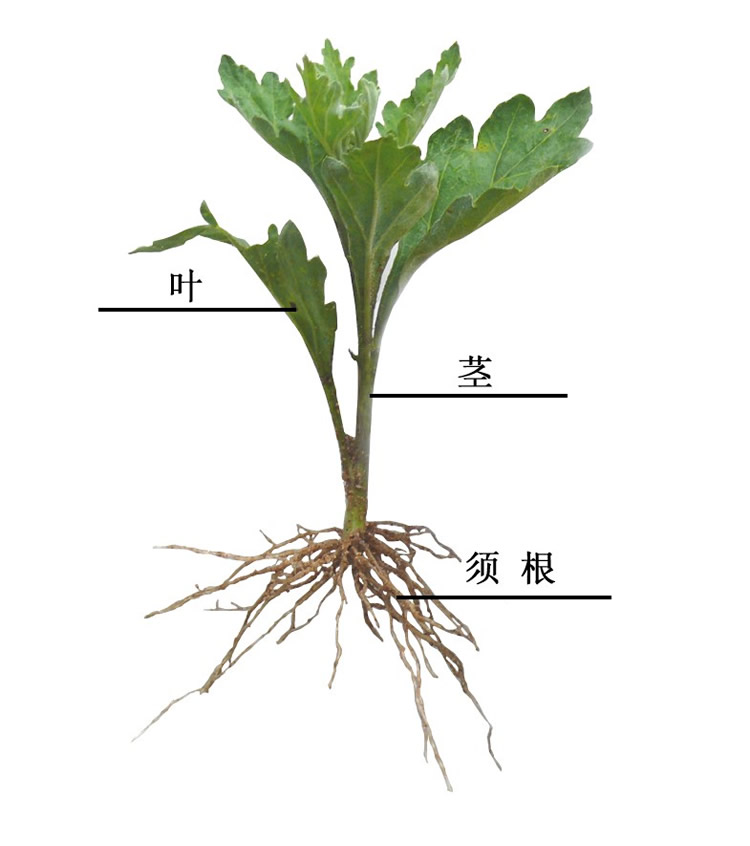 菊花的根系有什么特点？