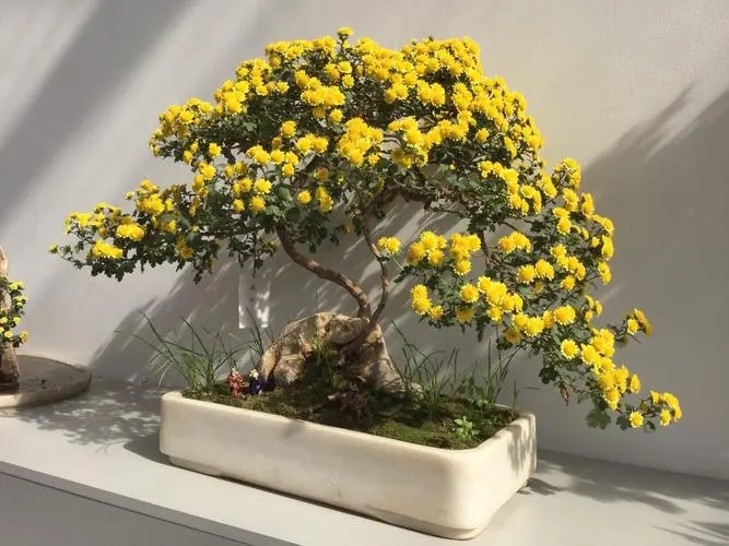 菊花艺术盆景制作的步骤分为哪几步？