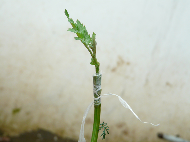 菊花嫁接技术