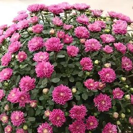 盆栽菊花怎么养？