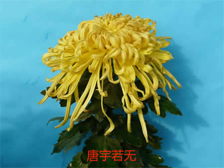 品种菊唐宇若无