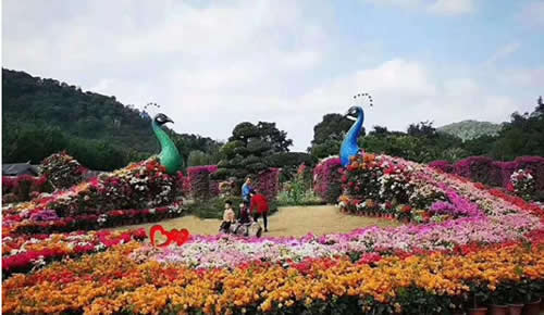 广西南宁大型孔雀立体花坛