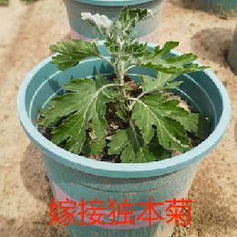 嫁接独本菊