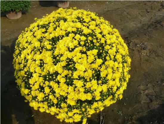 菊花造型艺菊-菊球