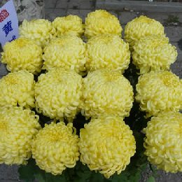 多本菊（多头菊）