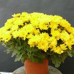 盆栽小菊