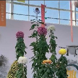 丈菊