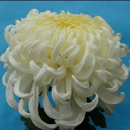 独本菊种植