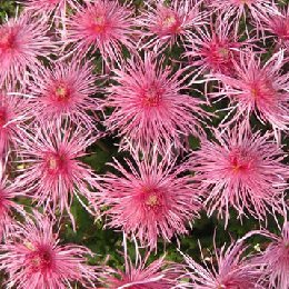 多头菊“多本菊”