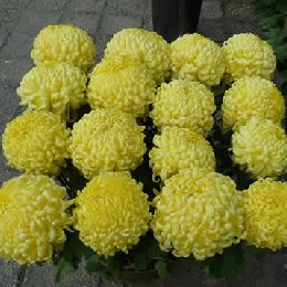 十六本菊
