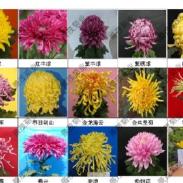 2026年可批发菊花苗品种图片，剩余两百余