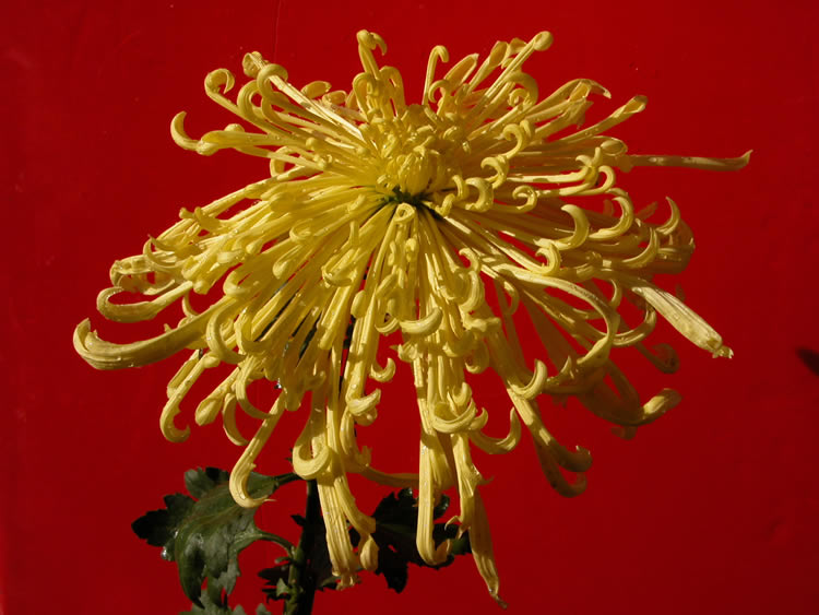 菊花茶怎么泡三个步骤冲泡