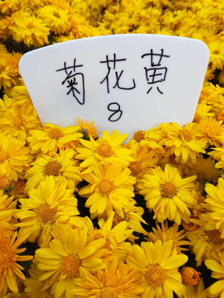 国庆菊小菊国庆黄8