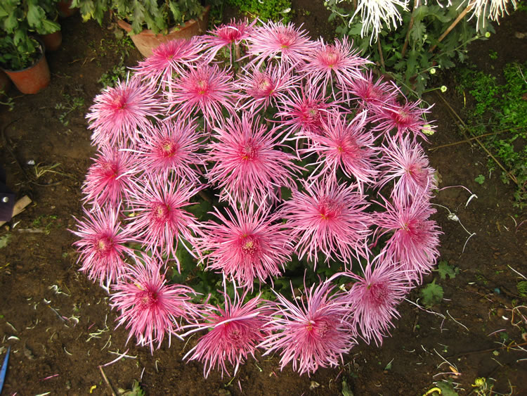 多本菊多头菊16本菊圆形绑扎