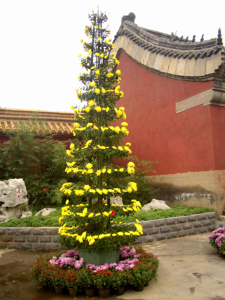 菊花造型塔菊