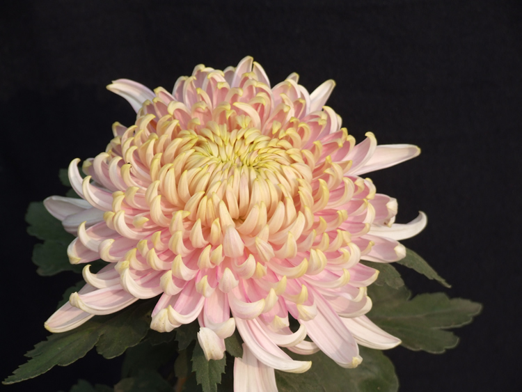 菊花品种的分类 菊花品种的分类