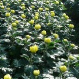 盆栽菊花多本菊生产场景