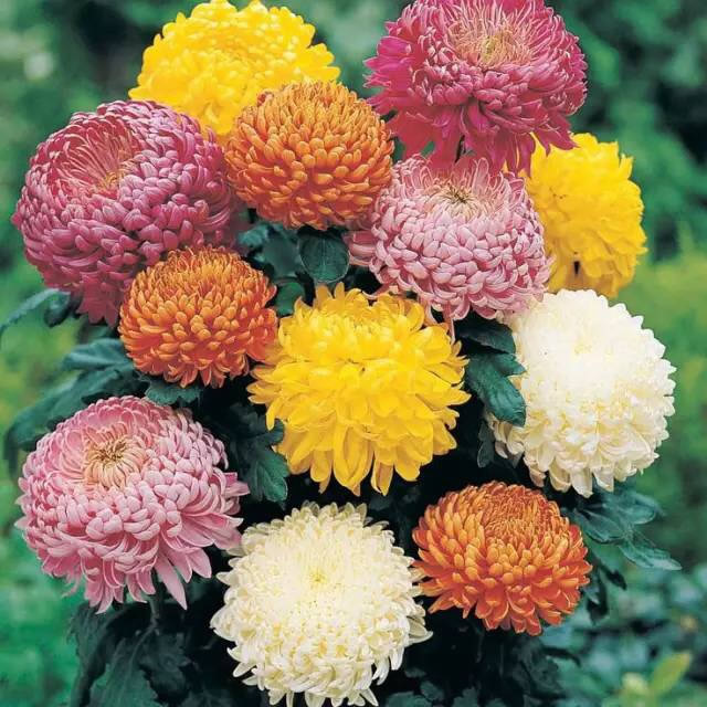 菊花文化之名人皆爱菊 菊花文化之名人皆爱菊