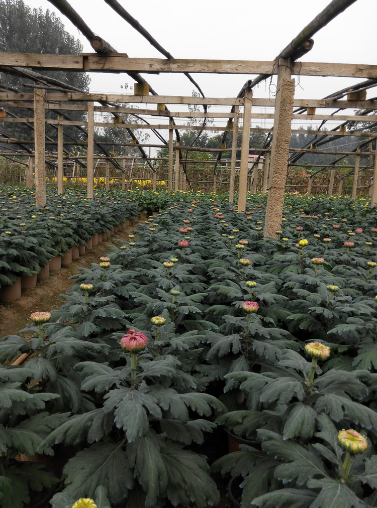 菊花一般在10月下旬开始开花,人工改变其生长环境条件,则四季都能