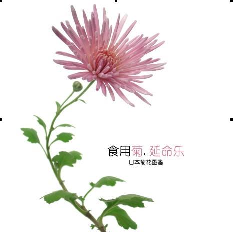 食用菊品种 延命乐