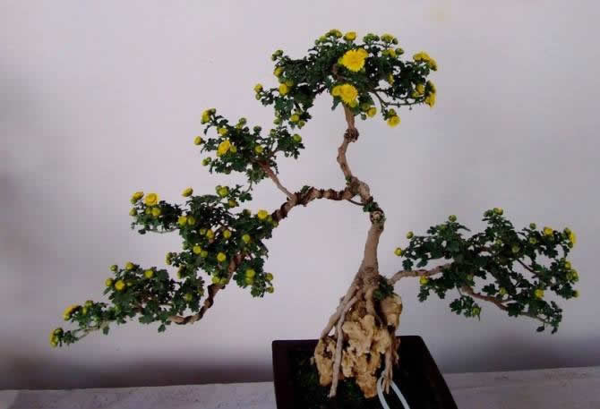 菊花造型附石盆景