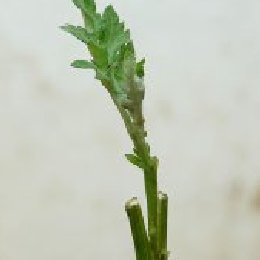 盆栽菊花多本菊花嫁接栽培技