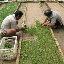 菊花的繁殖技术