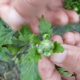 盆栽菊花多本菊生产技术规程