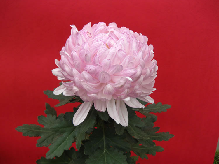 菊花的栽培技术-案头菊的栽培  
