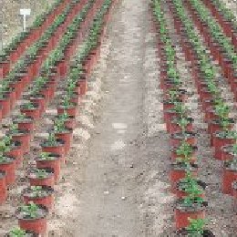 盆栽菊花-品种菊的栽培实景图