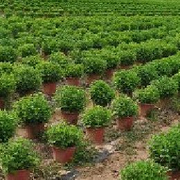 盆栽菊花-原本多本菊的栽培实