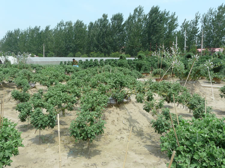 艺菊-大立菊的栽培实景图