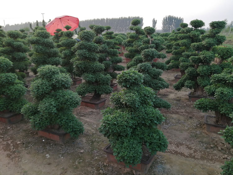 艺菊-嫁接附桩盆景菊的栽培实景图