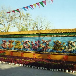 艺菊-九龙壁的栽培技术