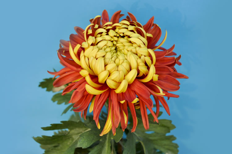 菊花涝后管理防护
